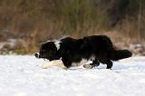 BORDER COLLIE 1144